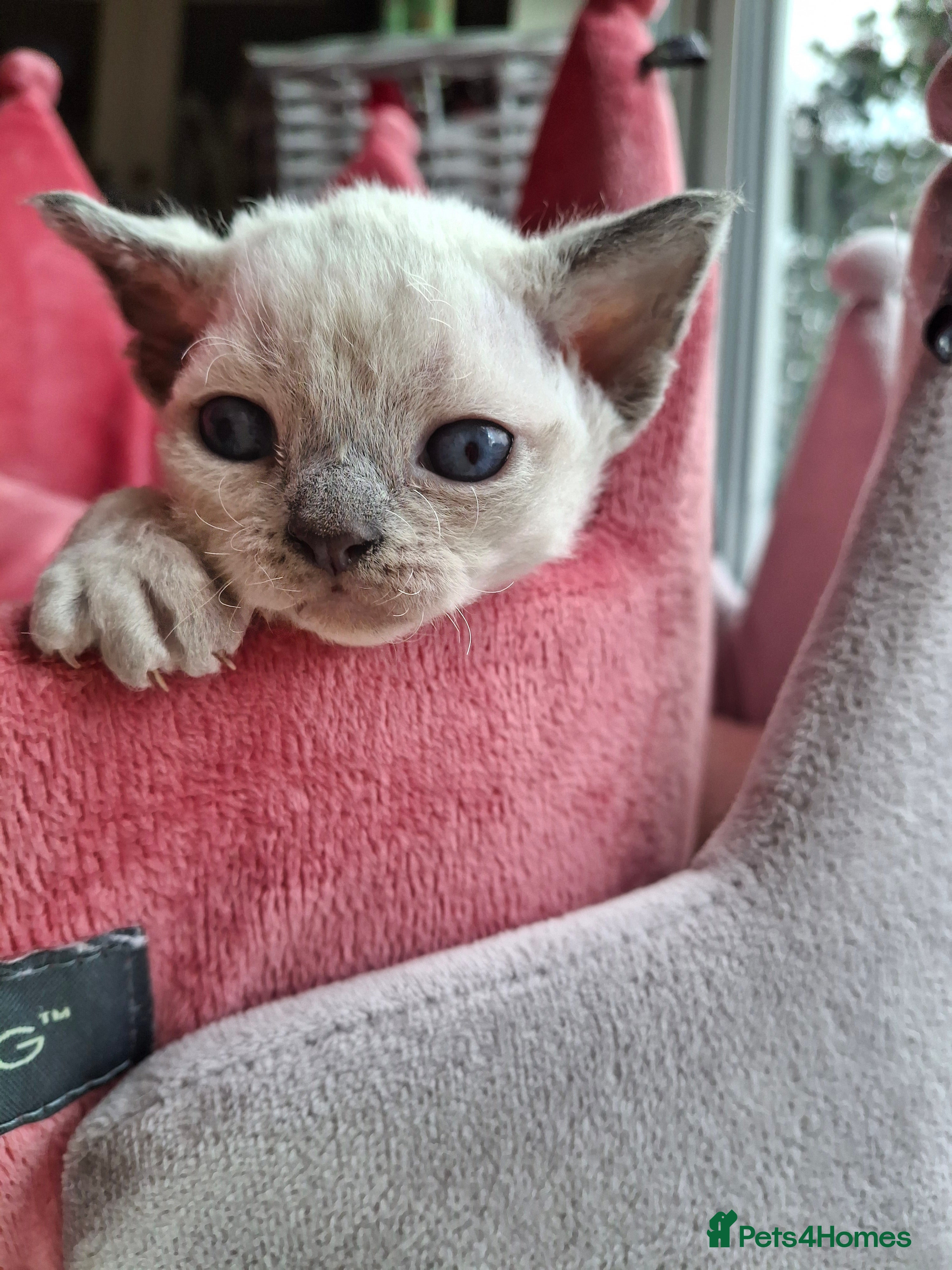 Devon Rex cats 🌸 Wonderful Devon Rex Kittens FIFE registered  🌸 - Advert 1
