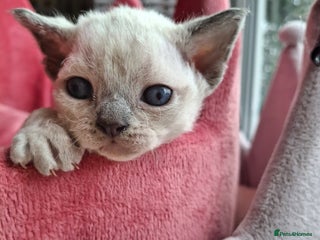 Devon Rex cats 🌸 Wonderful Devon Rex Kittens FIFE registered 🌸 - Advert 5