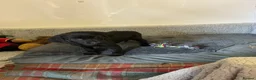 Labrador Retriever dogs for sale: Labrador  in Doncaster - Advert 8