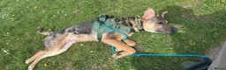 Mixed Breed dogs for sale: German Shepherd x Staffordshire terrier in Exeter - Advert 6