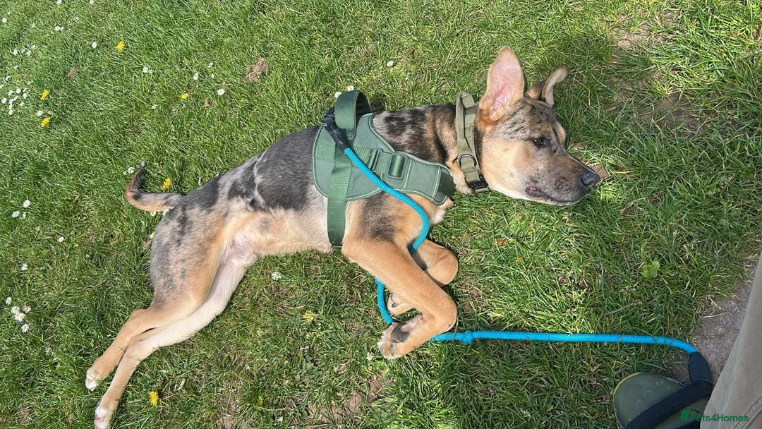 Mixed Breed dogs for sale: German Shepherd x Staffordshire terrier in Exeter - Advert 6