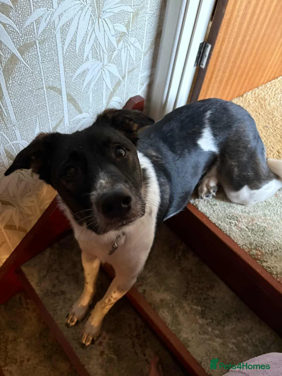 Mixed Breed dogs for adoption: ASTRO - Advert 14