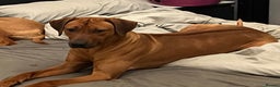 Rhodesian Ridgeback dogs for stud: Proven kc stud dog with clear health check  in Bury - Advert 3