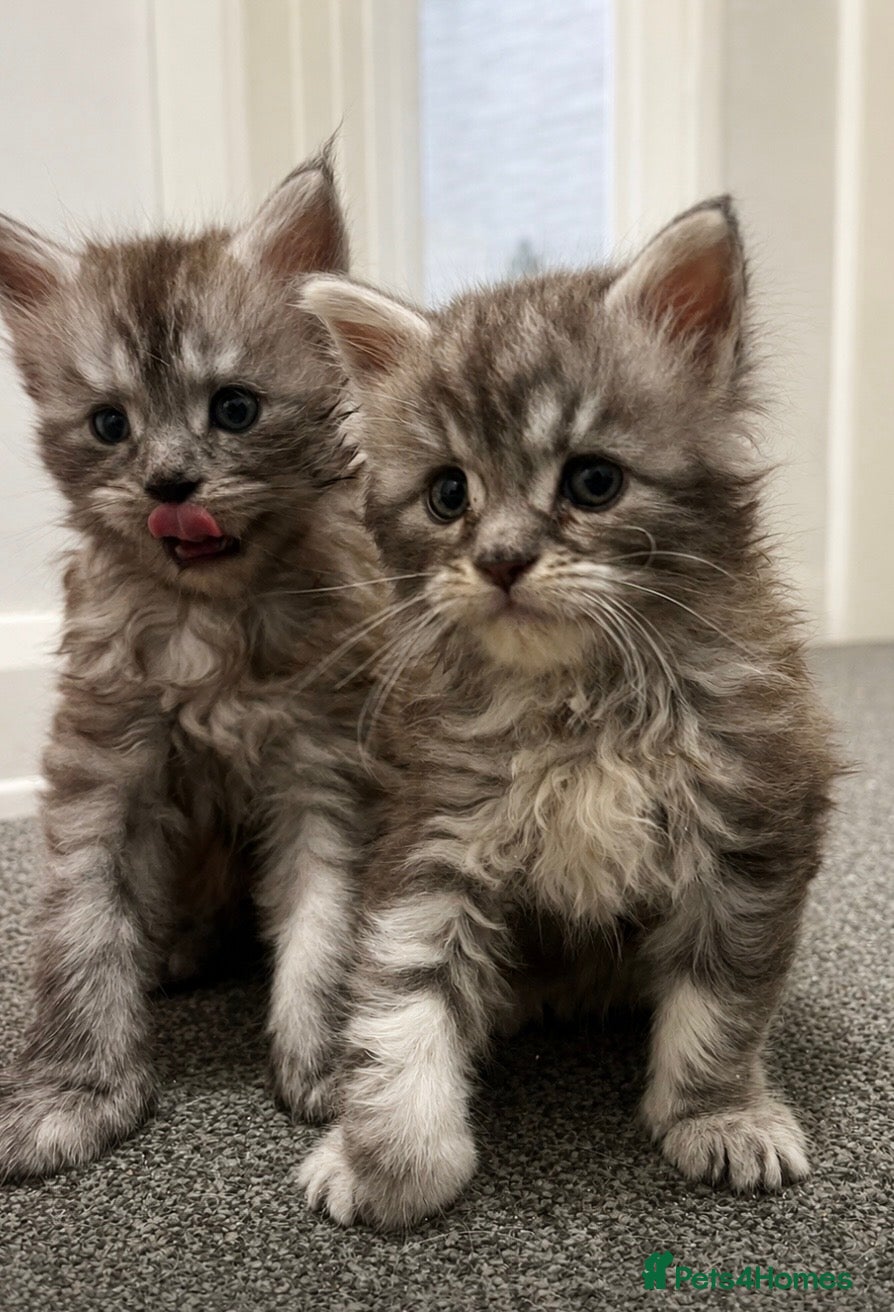 Maine Coon cats Main coon kittens - Advert 3