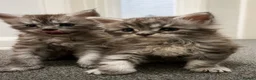 Maine Coon cats for sale: Main coon kittens - Advert 3