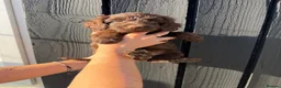 Cockapoo dogs for sale: ✨Ready now ✨ F1B Cockapoo Puppies 4 Left  - Advert 26