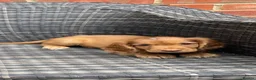 Cocker Spaniel dogs for sale: COCKER SPANIEL PUPS - Advert 7