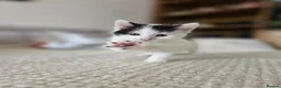 Mixed Breed cats for sale:  Adorable Kittens  - Advert 3