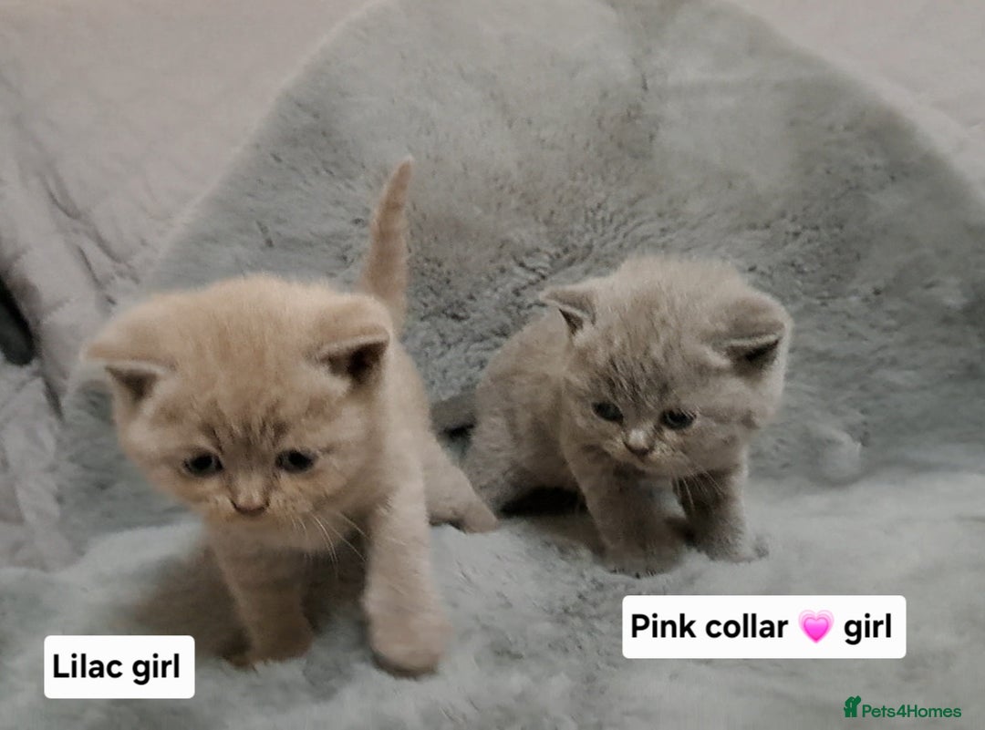 British Shorthair cats for sale: BRITISH SHORTHAIR BLUE and LILAC are AVAILABLE  - Advert 6