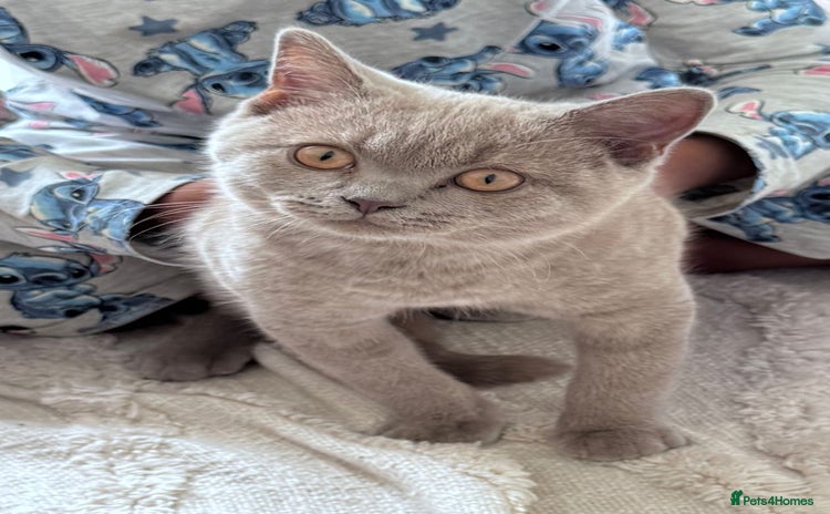 British Shorthair cats - Advert 2