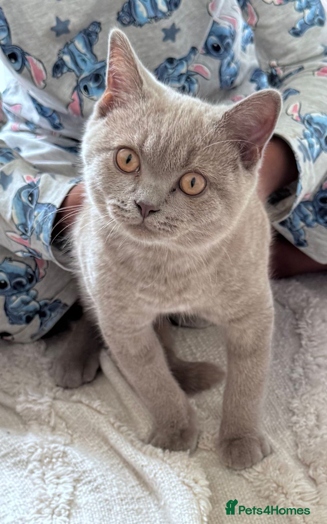 British Shorthair cats for sale: BSH Male  - Image 1
