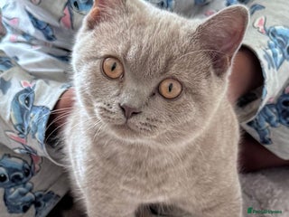 British Shorthair cats - Advert 13