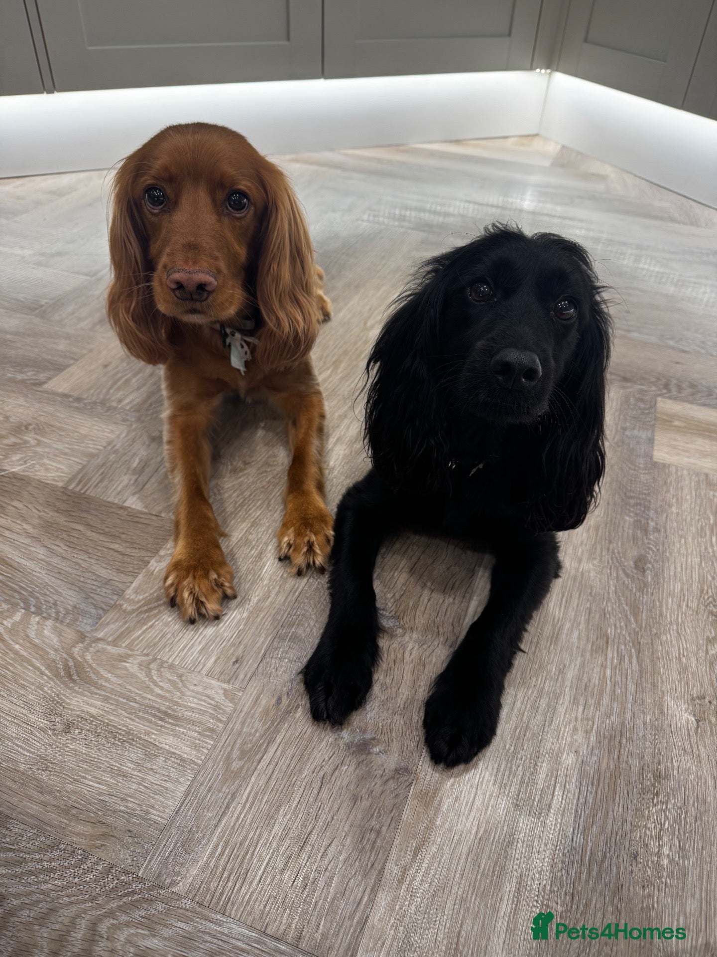 Cocker Spaniel dogs Looking for a loving home for Bella & Benji - Advert 12