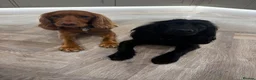 Cocker Spaniel dogs for sale: Looking for a loving home for Bella & Benji in York - Advert 1