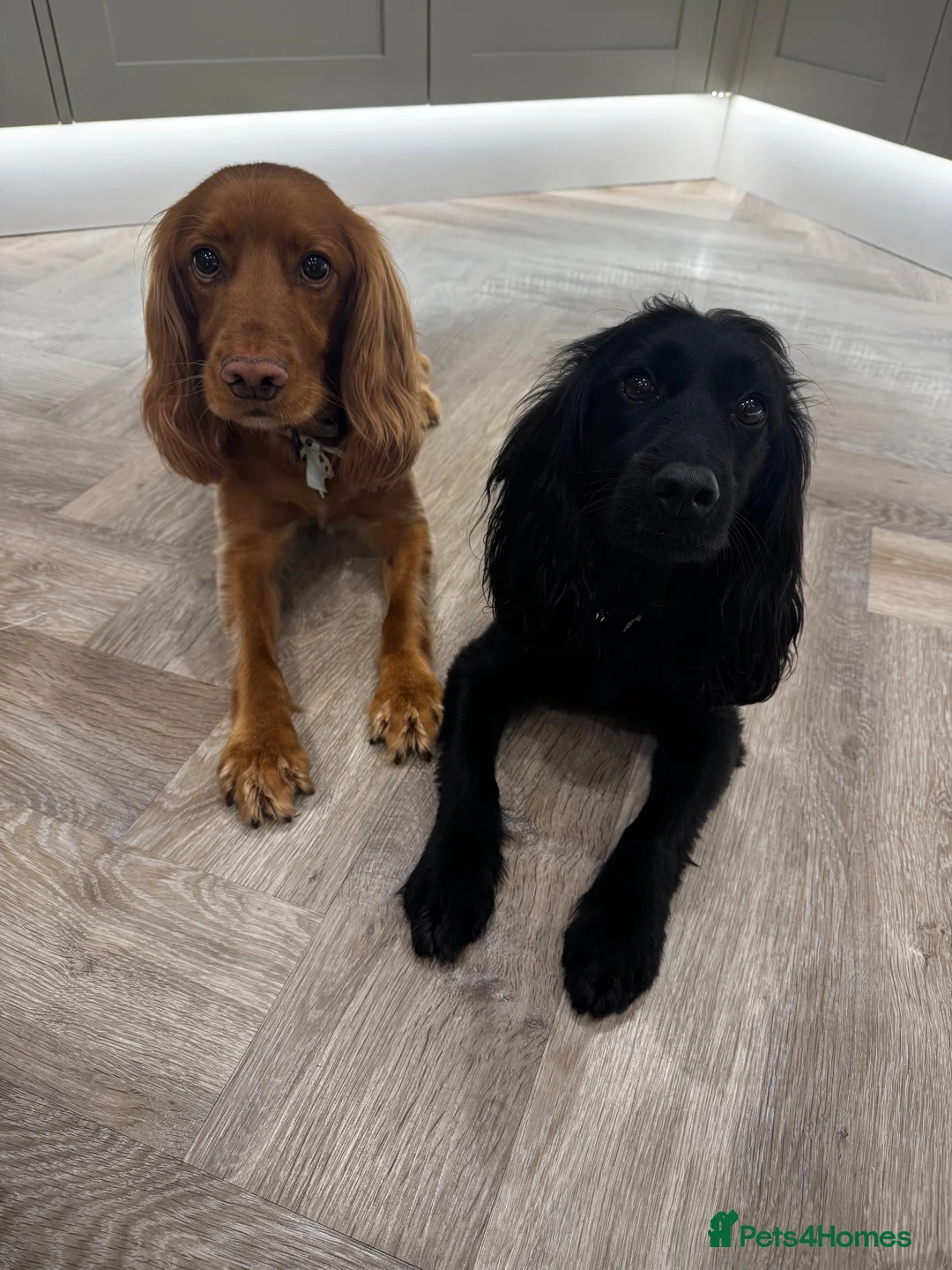 Cocker Spaniel dogs for sale: Looking for a loving home for Bella & Benji in York - Advert 1