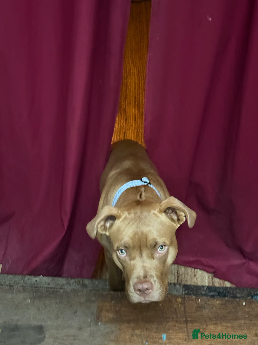 Mixed Breed dogs for sale: Sweetest girl looking for her forever home  - Advert 8