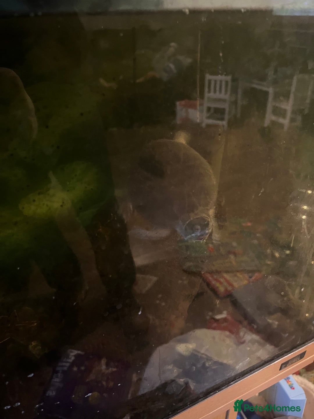 Terrapin reptiles for sale: FREE musk turtles (3) needing a new home  - Advert 7