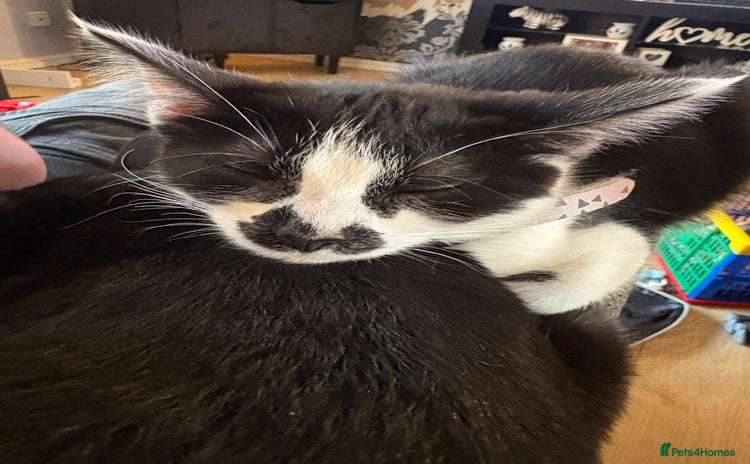 Domestic Shorthair cats - Advert 7