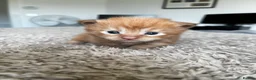 Maine Coon cats for sale: Majestic Fire Maine Coon Kittens - Advert 17