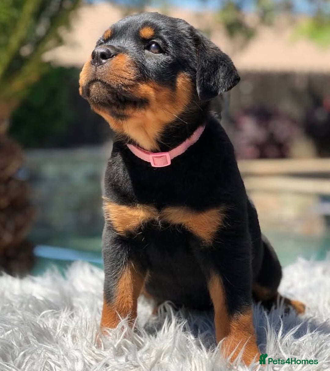 Rottweiler dogs for sale: 🐾 Beautiful Rottweiler Puppies Ready🐾 - Image 3