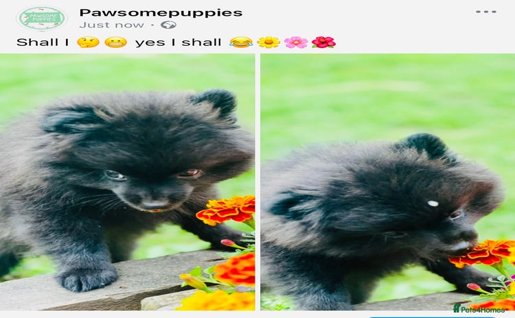 Pomeranian dogs - Advert 2