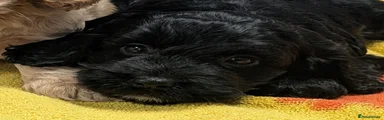 Cockapoo Puppy 3
