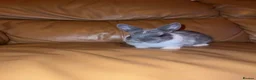 Netherland Dwarf rabbits for sale: Grey and white and black and white  in London - Advert 2