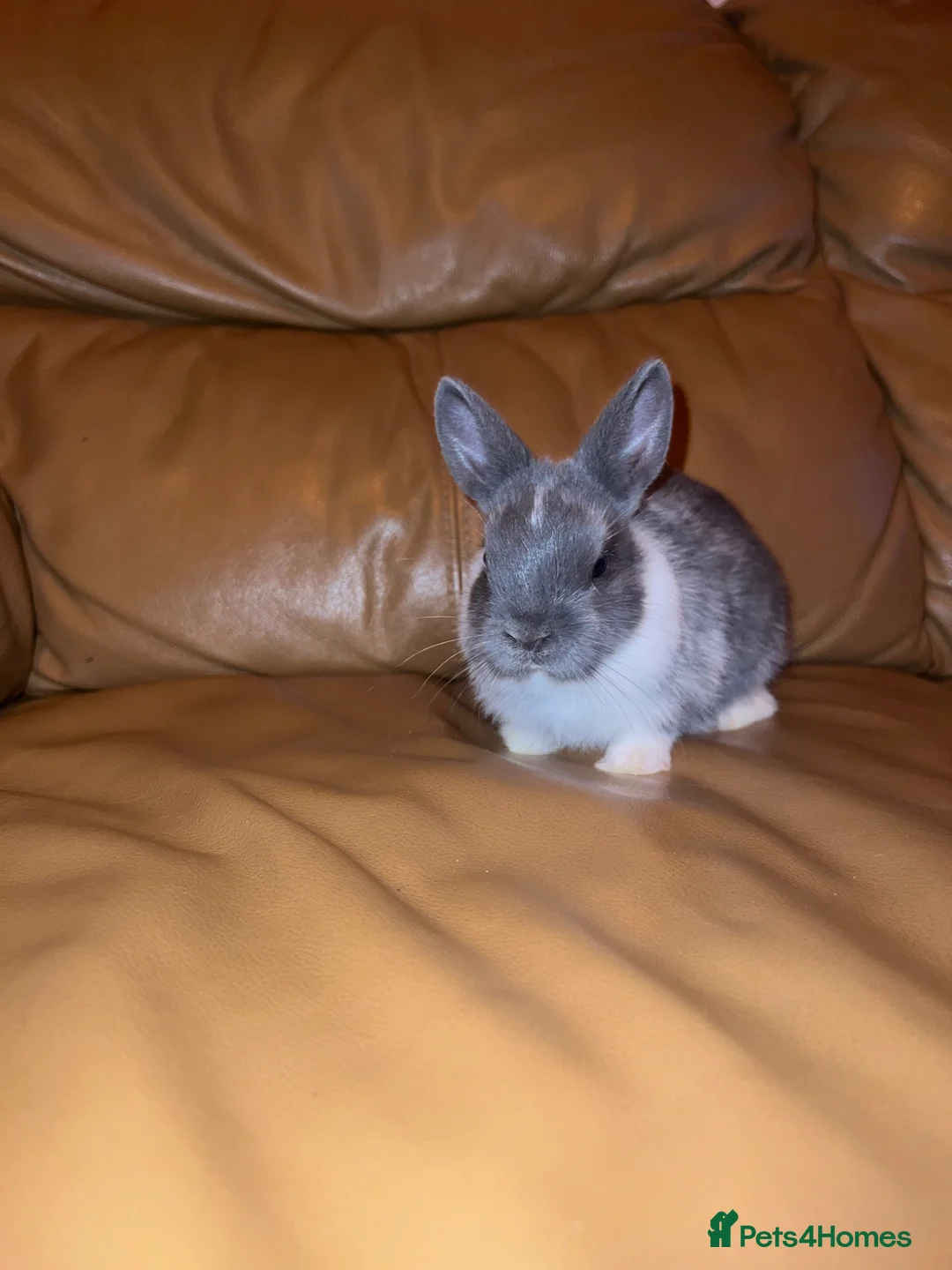 Netherland Dwarf rabbits for sale: Grey and white and black and white  in London - Advert 2