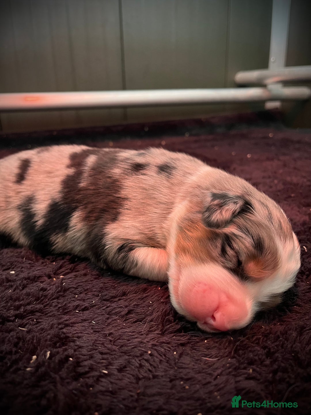 Mixed Breed dogs for sale: Merle & Tricolour Australian Mountain Dog Puppies - Image 2