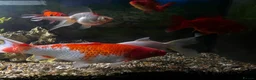 Koi Carp fish for sale: Large Koi and Goldfish – Rehome Together in Newark - Advert 6