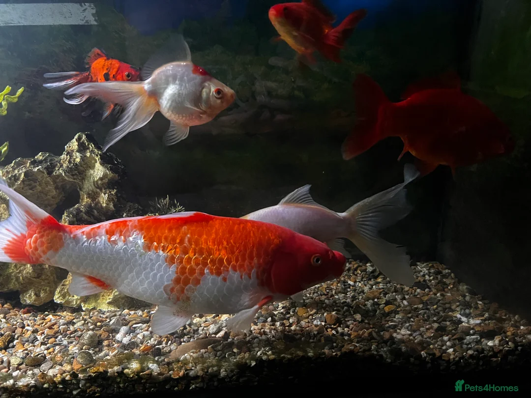 Koi Carp fish for sale: Large Koi and Goldfish – Rehome Together in Newark - Advert 6