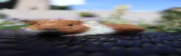 Guinea Pig rodents for sale: Beautiful Baby Guinea Pigs – Ready to Reserve  - Advert 3