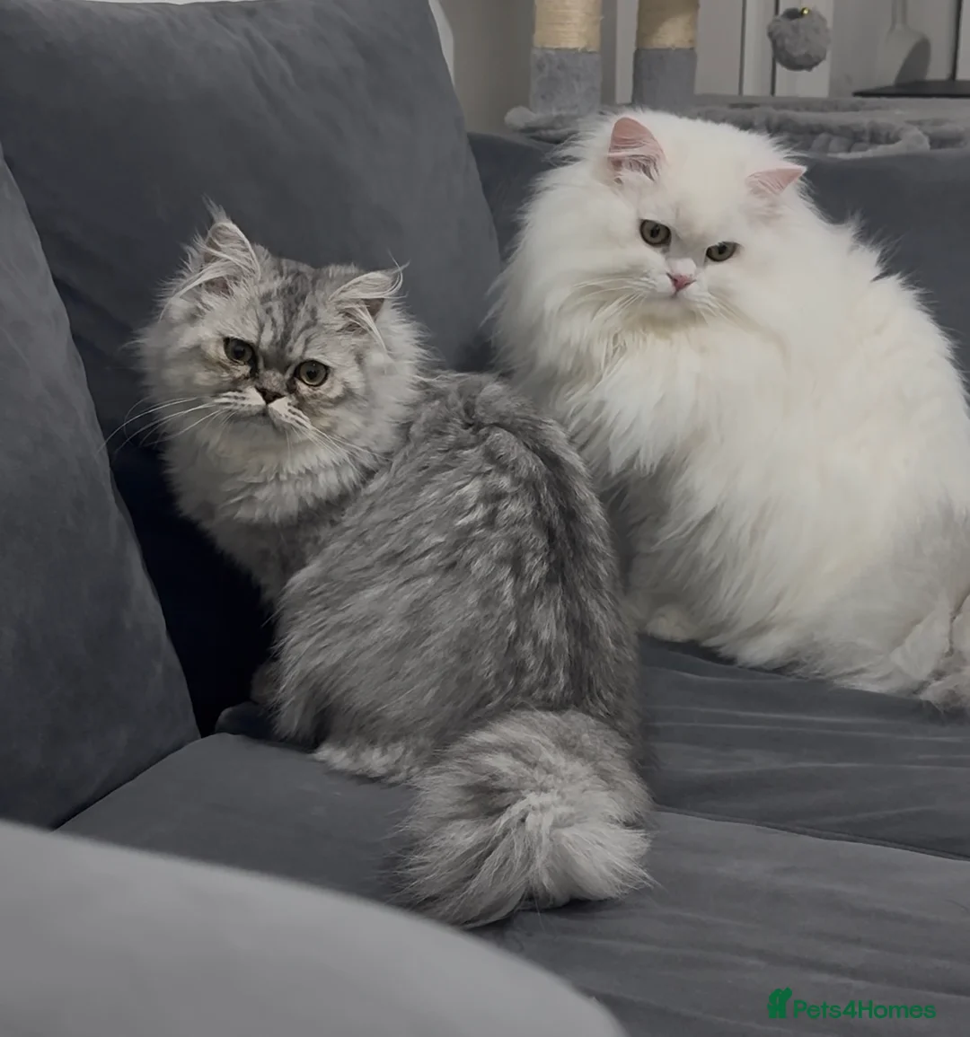 British Longhair cats for sale: British long hair & persian chinchilla  - Advert 22