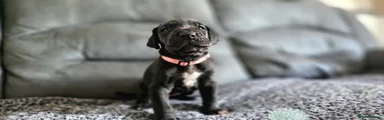 Great Dane 6