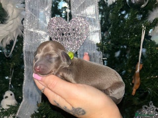 Miniature Dachshund dogs Tiny Kaninchen dachshunds - Advert 1