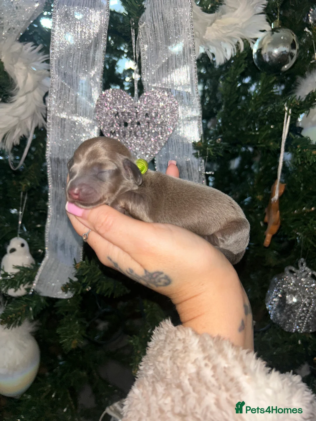 Miniature Dachshund dogs for sale: Tiny Kaninchen dachshunds  - Advert 5