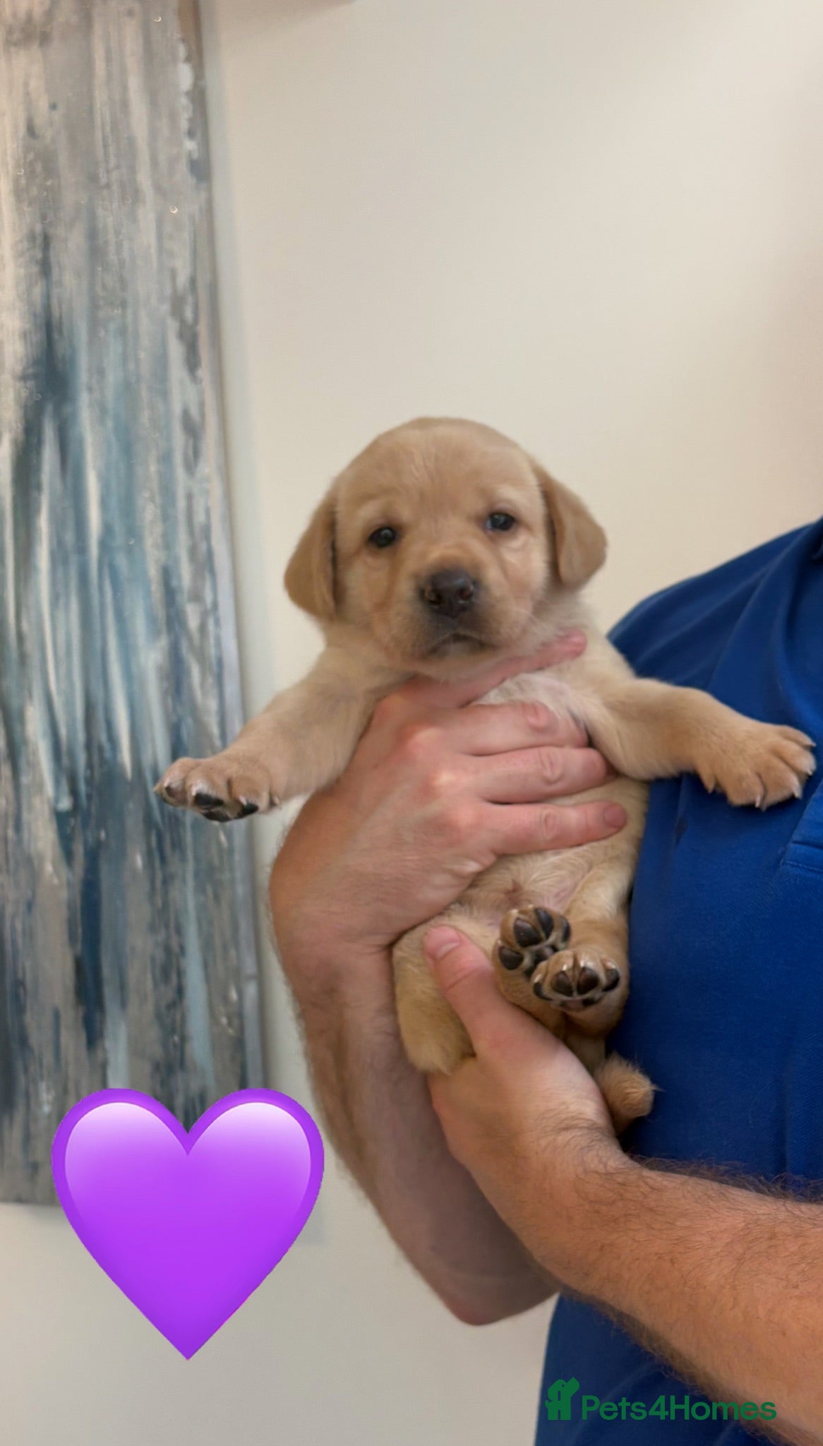 Labrador Retriever dogs Top quality chunky KC reg Labradors girls - Advert 3