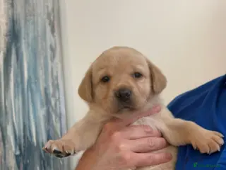 Labrador Retriever dogs Top quality chunky KC reg Labradors girls - Advert 3