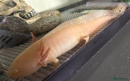 Axolotl reptiles for sale: Golden Male axolotl - Image 1