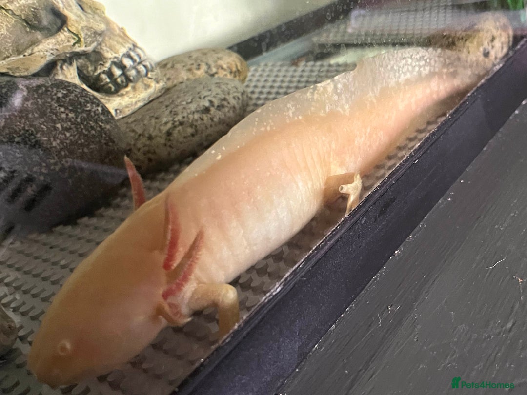 Axolotl reptiles for sale: Golden Male axolotl - Image 1