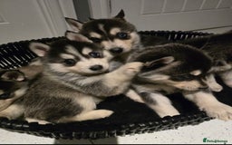 Pomsky dogs for sale: Beautiful F4 blue eyed Pomsky puppies  - Image 2