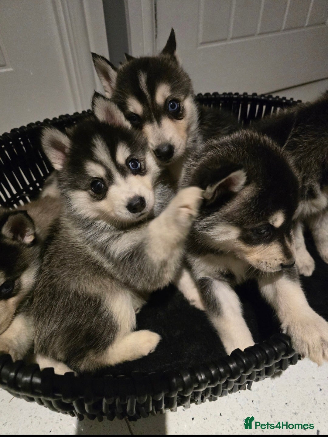 Pomsky dogs for sale: Beautiful F4 blue eyed Pomsky puppies  - Image 2