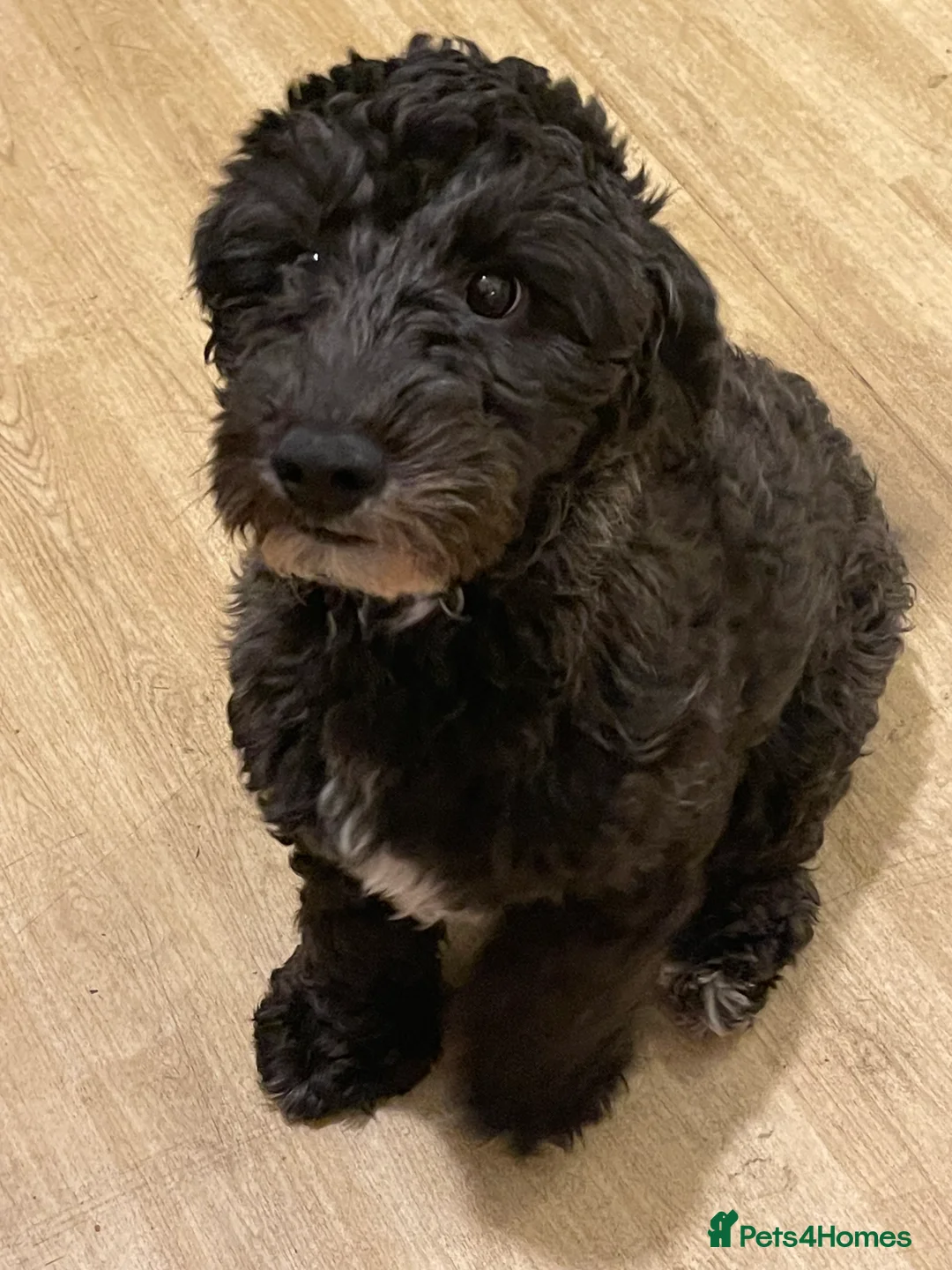 Cockapoo dogs for sale: Reluctant sale of my cockapoo  - Advert 2