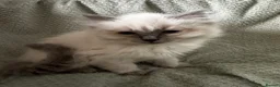 Ragdoll cats for sale: Beautiful pure ragdolls  - Advert 5