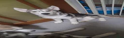 Siberian Husky dogs for sale: 6month old male husky  - Advert 2