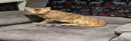 Bengal cats for sale: 5 years old female Bengal cat - Advert 4