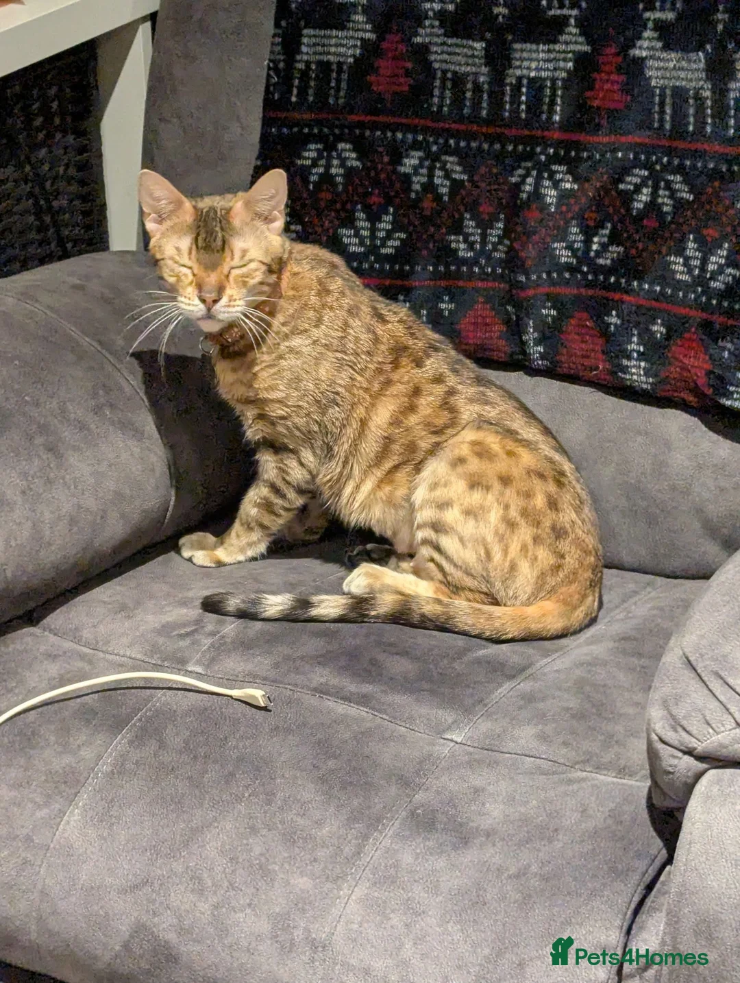 Bengal cats for sale: 5 years old female Bengal cat - Advert 4
