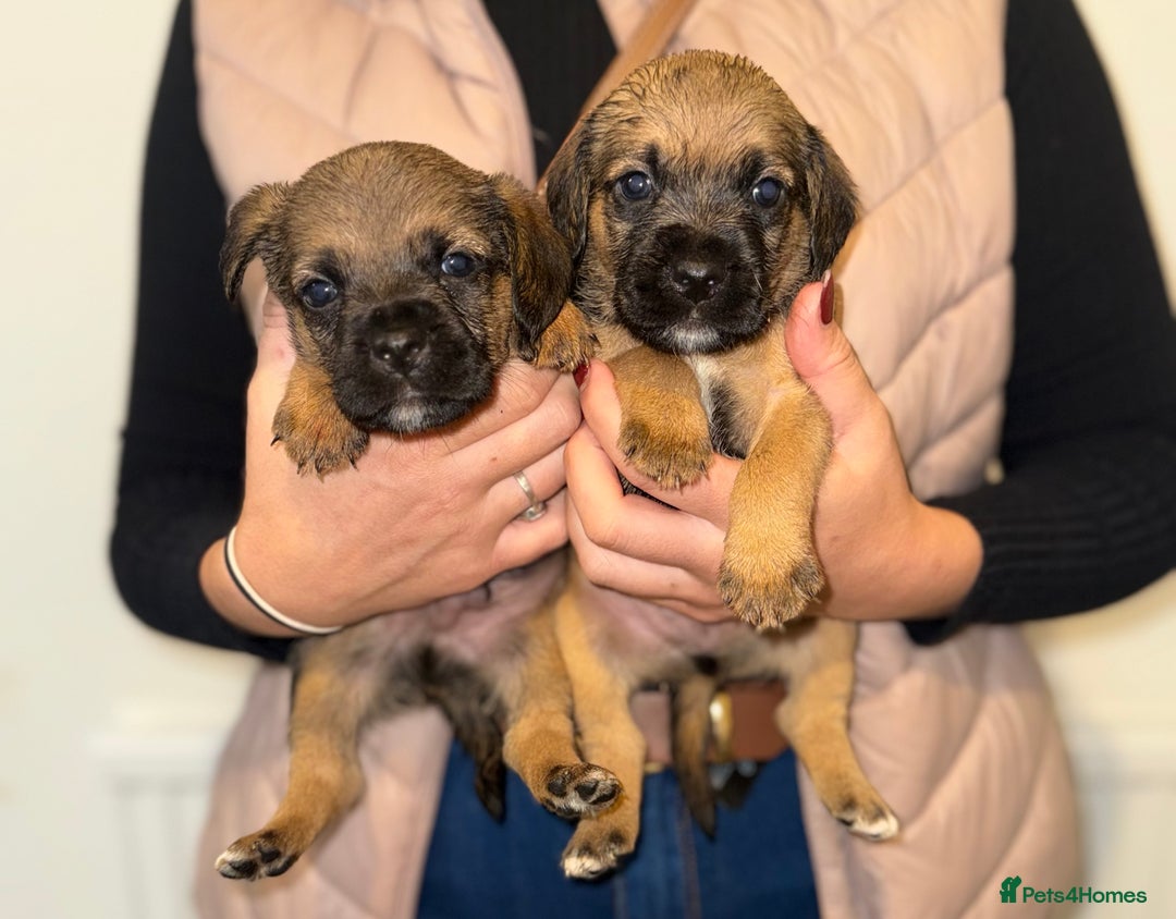 Mixed Breed dogs for sale: Border Terrier x Beagles  - Image 3