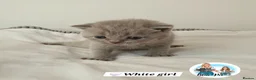 British Shorthair cats for sale: 3 Beautiful Lilac British short hair kittens  - Advert 34