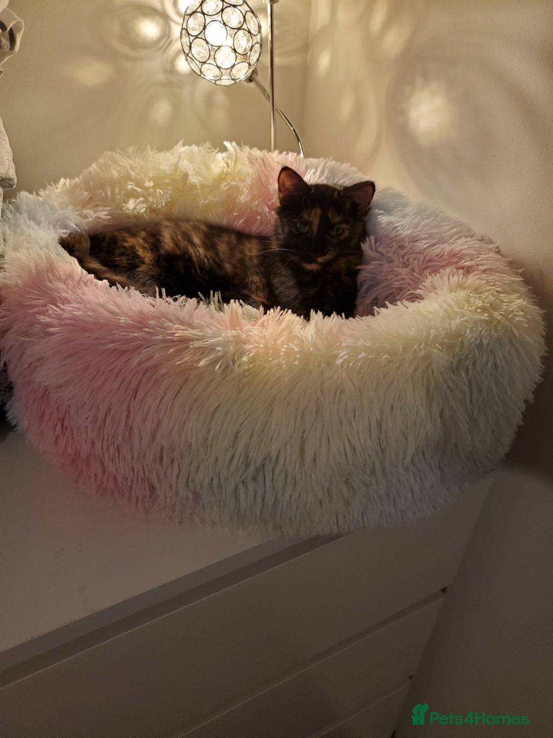 British Longhair cats for sale: 5 month kitten  - Image 1